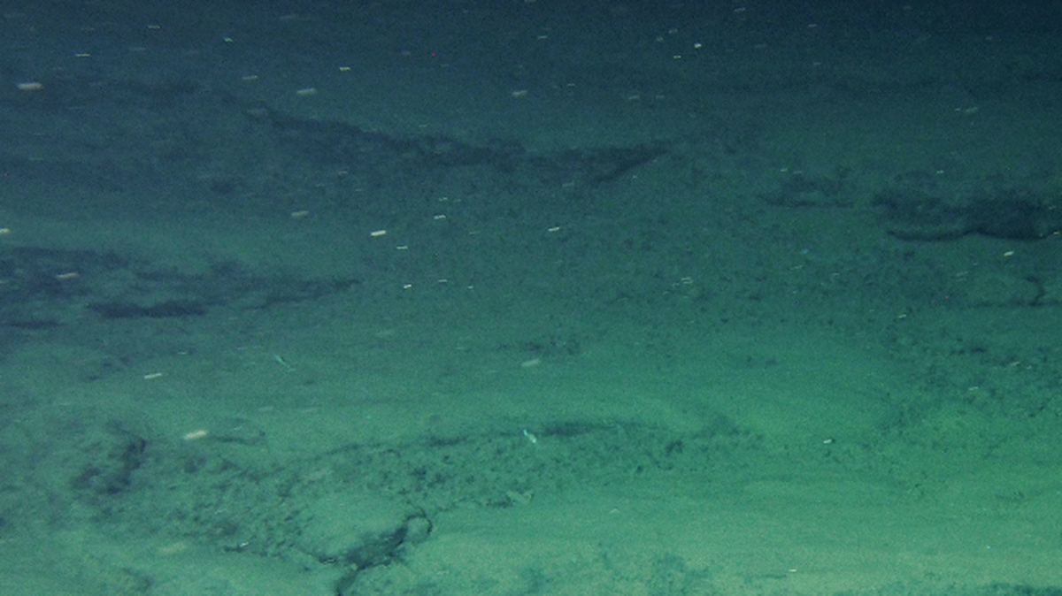 Researchers aboard a deep-sea submarine spotted a new species on a volcanic ledge off the coast of Japan.