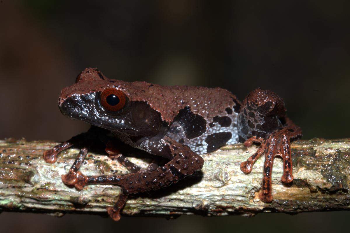 The new species of bug-eyed frog has red eyes and orange toes, researchers said.