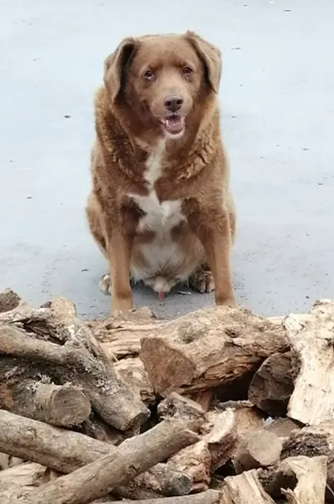 Bobi in 2023 near a pile of logs.