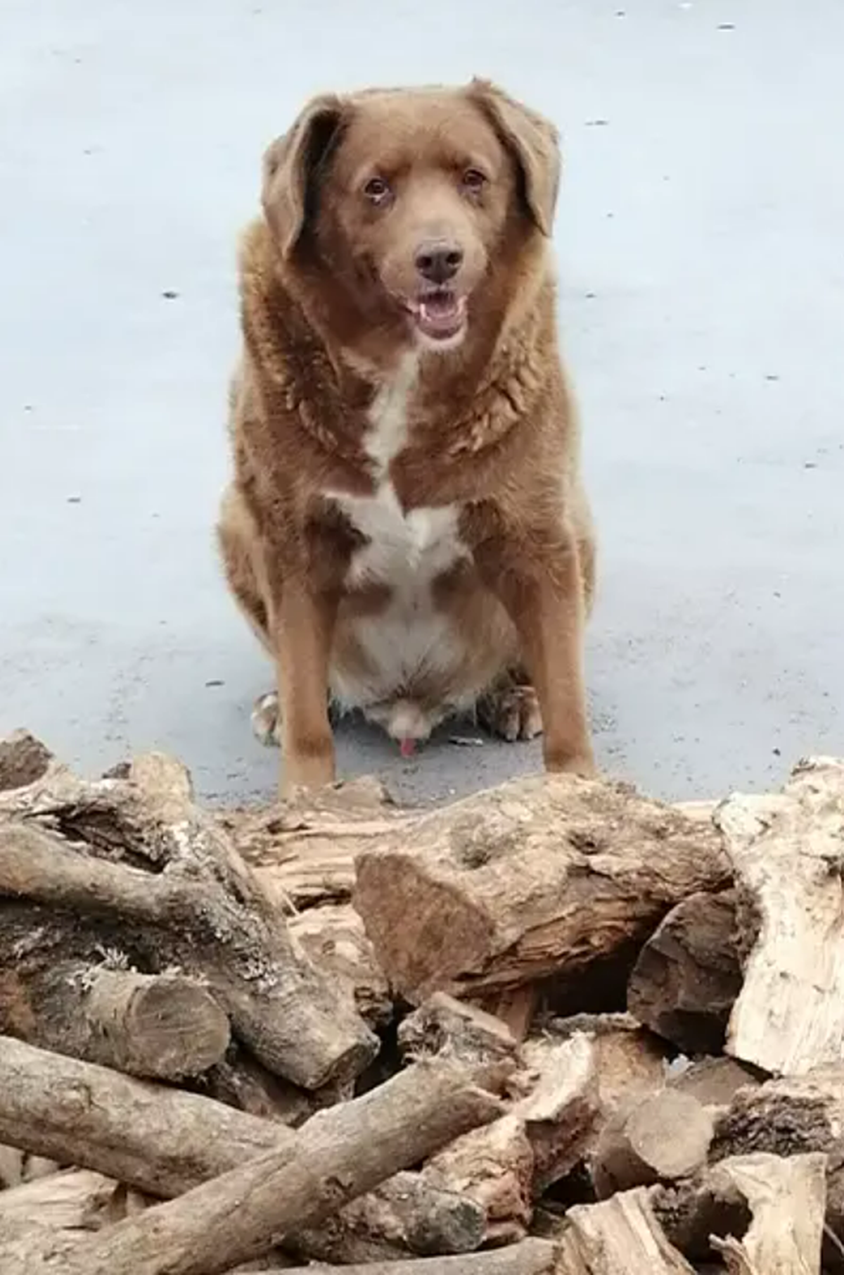 Bobi in 2023 near a pile of logs.