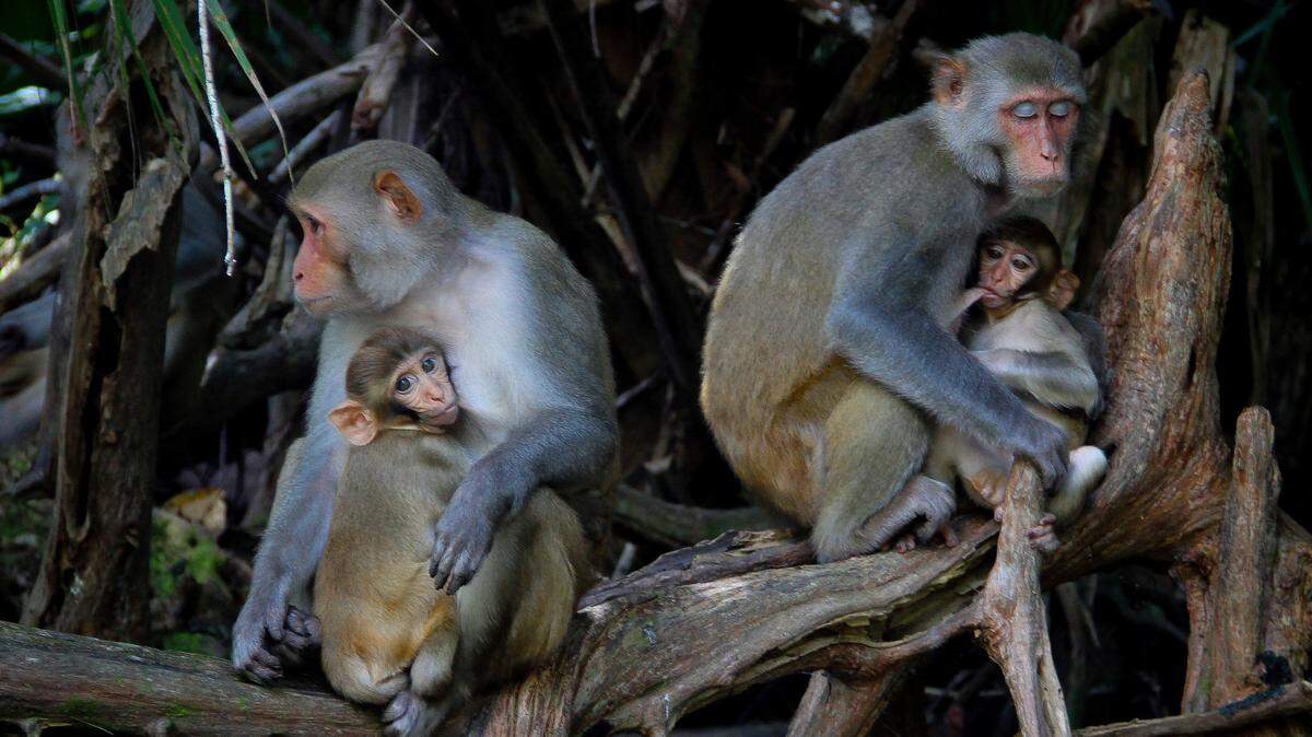 Florida has a strange string of invasive species, but the most head-scratching may carry deadly diseases: monkeys. The Florida Fish and Wildlife Conservation Commission is warning residents to stay away from Rhesus Macaques; they may carry the herpes B virus.