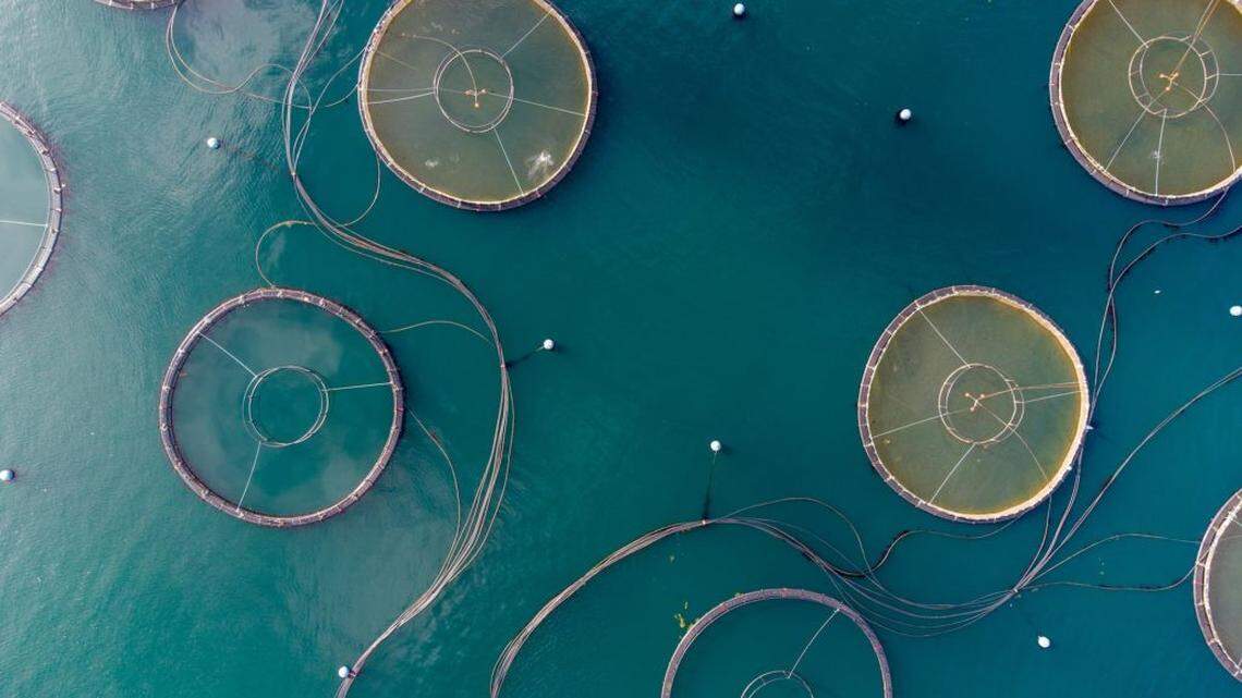 Global farmed seafood supply such as salmon and mussels is projected to drop 16% by 2090 if the world fails to take steps to reduce human-caused climate change, according to a new study by researchers at the University of British Columbia.