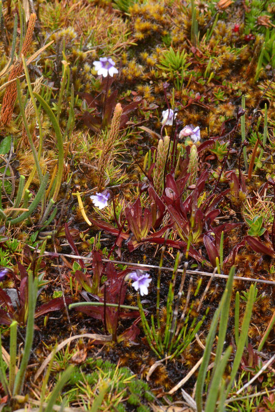 A photo of Pinguicula jimburensis growing among marshy grass.
