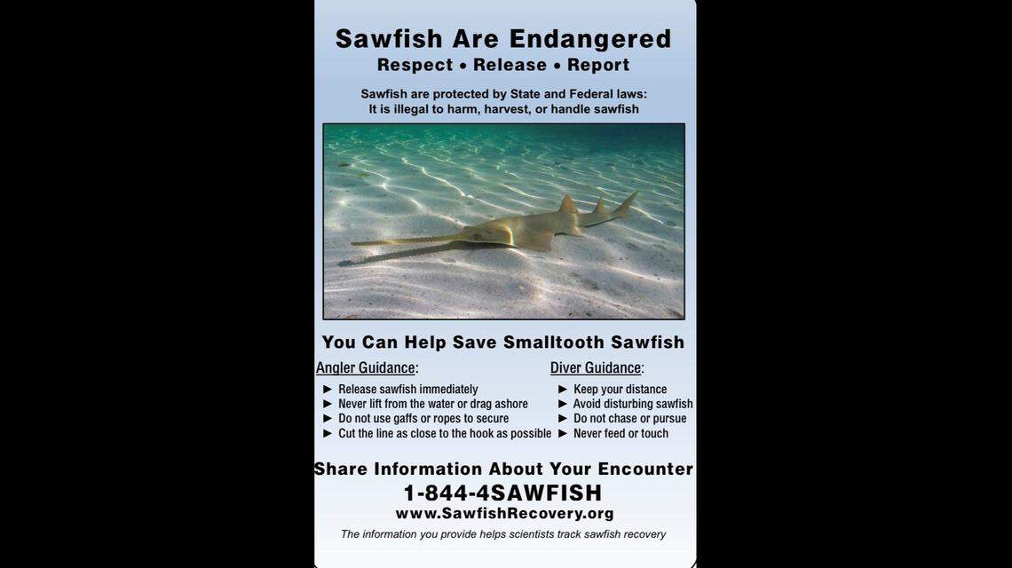 The National Oceanic and Atmospheric Administration is distributing signs urging conservation of critically endangered sawfish.
