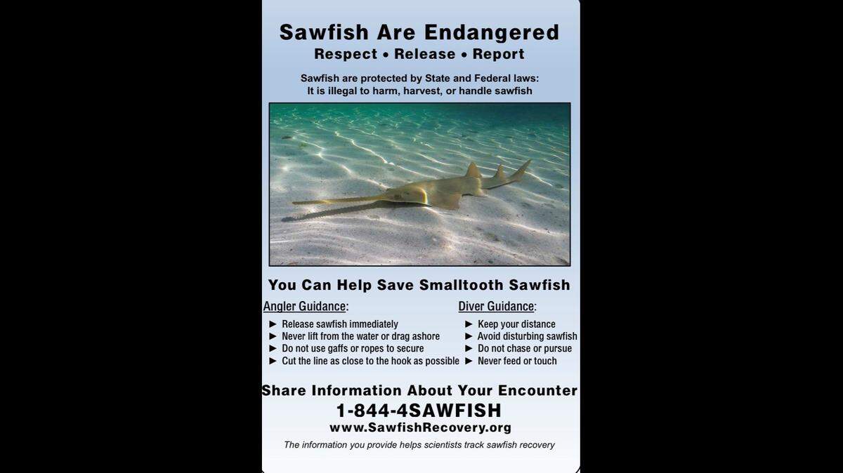 The National Oceanic and Atmospheric Administration is distributing signs urging conservation of critically endangered sawfish.