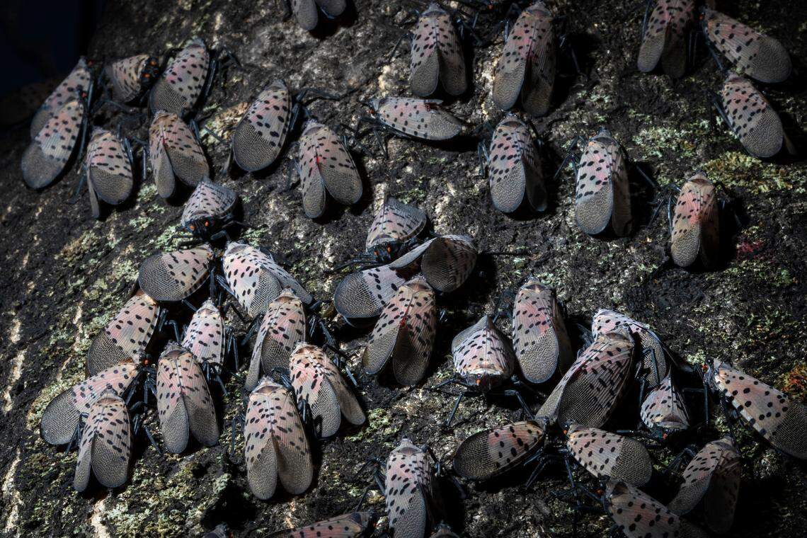 In this Thursday, Sept. 19, 2019, photo, spotted lanternflies gather on a tree in Kutztown, Pa.