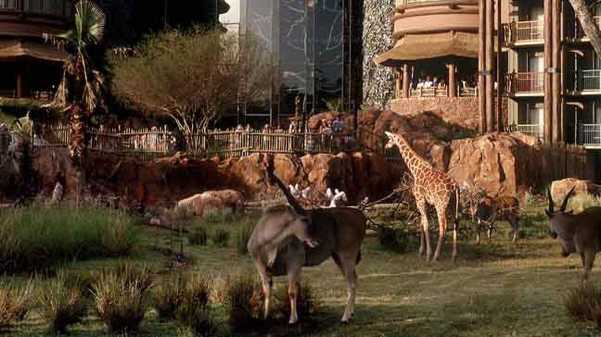 Walt Disney World’s Animal Kingdom Lodge