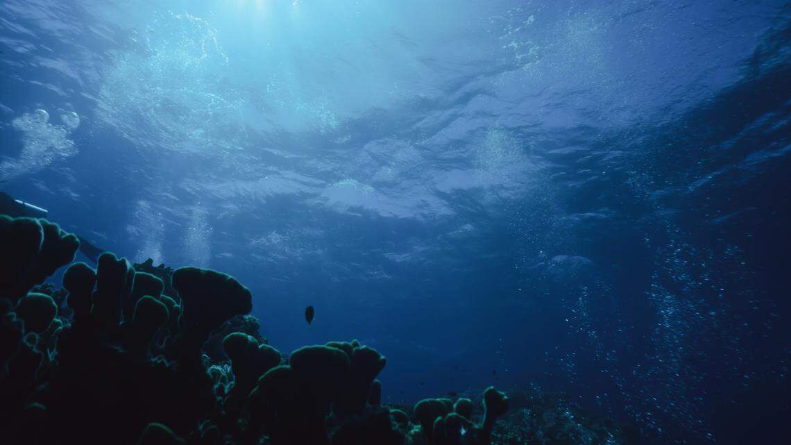 The new species of colorful fish is known to live in the northern Great Barrier Reef and several reefs in the Coral Sea, according to a new study.