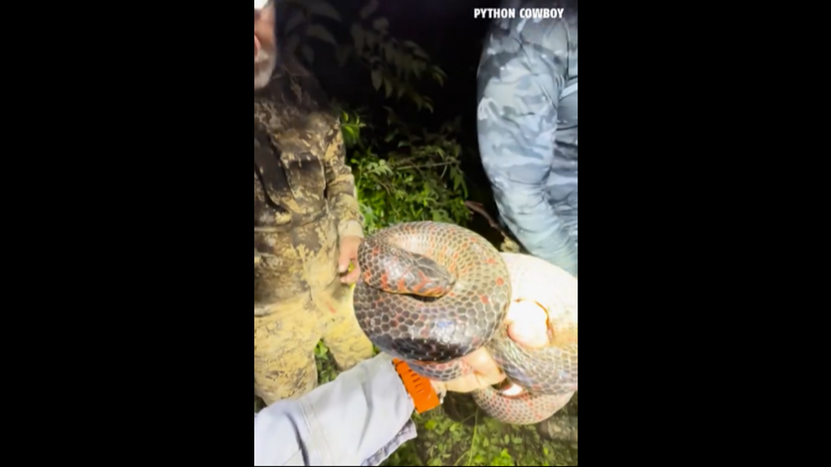 The snake resorted to hiding its face after Mike Kimmel began plucking the ticks away, video shows.