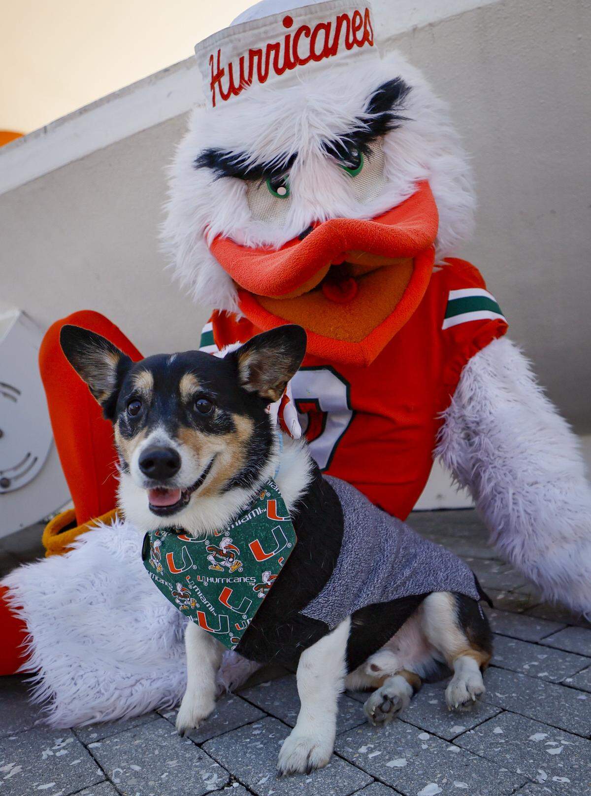 Sebastian the Ibis hangs out with with Bowie the dog at the UM pep rally.
