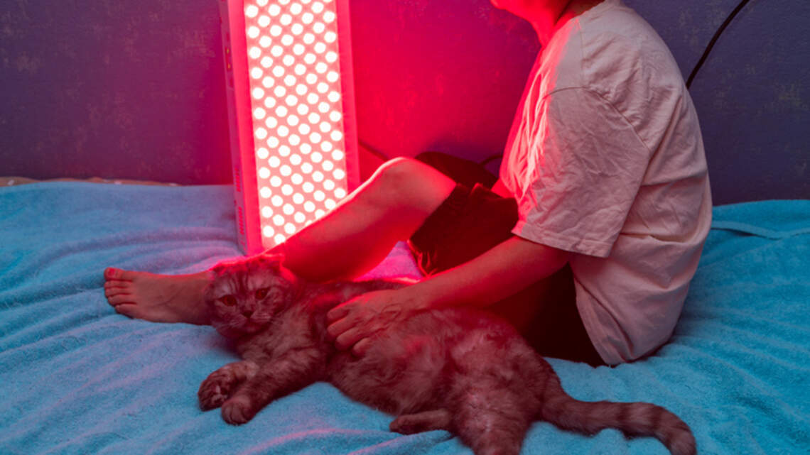 Does Red Light Therapy Work on Dogs and Cats? Here Is What Veterinarians Are Actually Saying