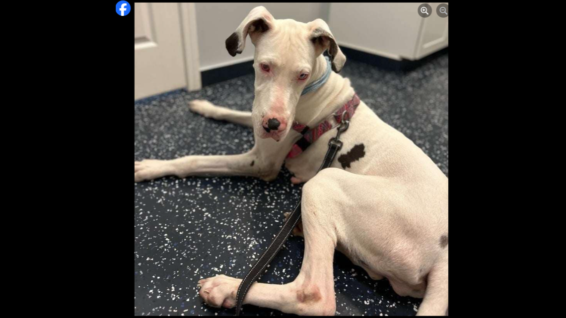Angel was less than 60 pounds when she was rescued from a neglect situation with dozens of other dogs, the rescue said.