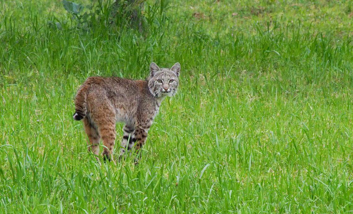 Bobcats are double the size of domestic cats and are identified by their distinct black spotting, Florida wildlife officials said.