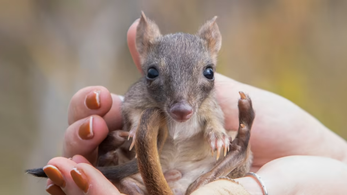 Brush-tailed bettongs, “mini-kangaroos on steroids,” went extinct in Yorke Peninsula but thrive after reintroduction, wildlife experts say.