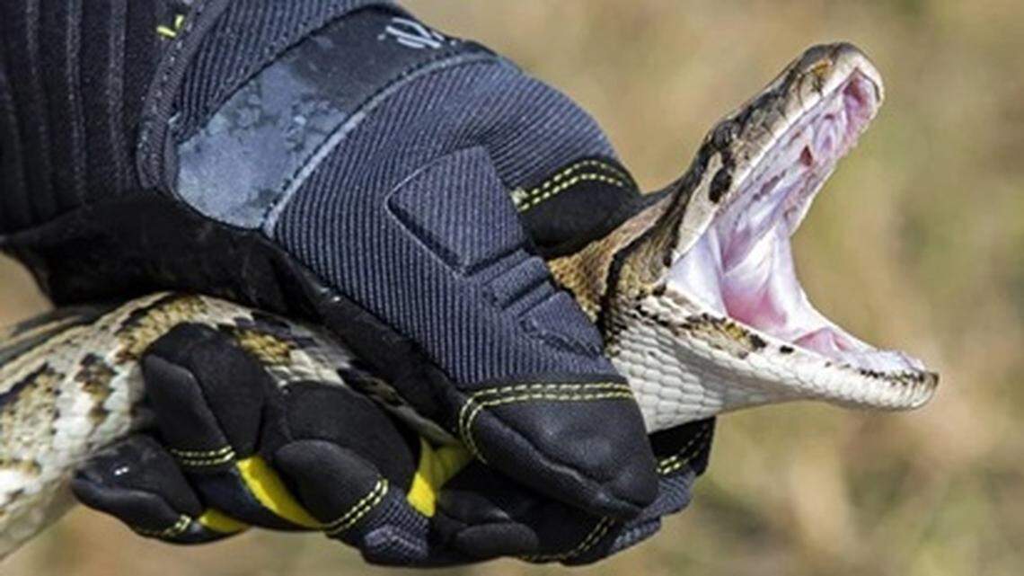 Registration for 2026 Florida Python Challenge is underway. Here’s what to know