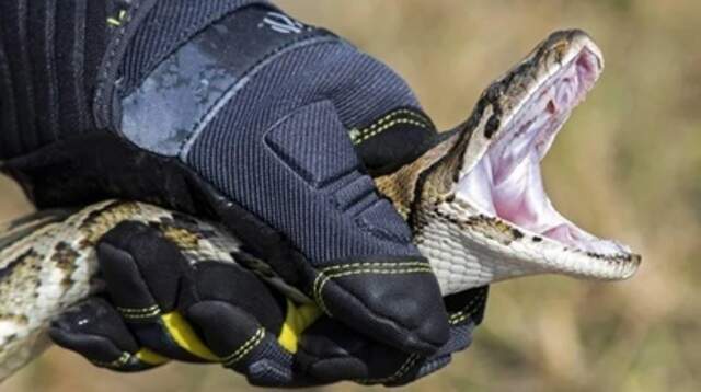 Registration has opened for 2026 Florida Python Challenge | Miami Herald