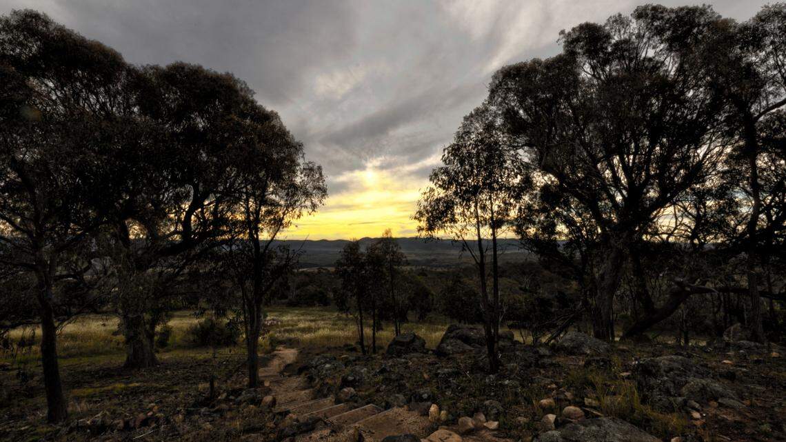 The creatures were found in webs on trees in bushlands and forests in Australia.