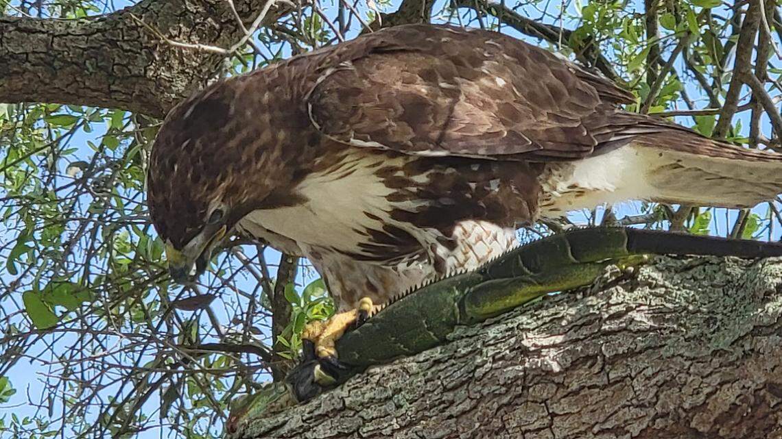 Paul Farren captured the moment a red tailed hawk captured an invasive iguana on a Hollywood, Florida. Red-tailed hawks aren’t common in South Florida.