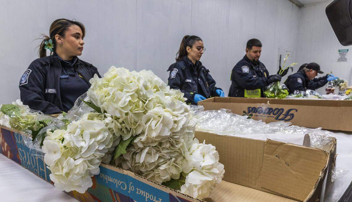 U.S. Customs and Border Protection officers conducts a rigorous inspection of imported flowers arriving from Colombia and Ecuador, to detect pests and diseases threatening U.S. agriculture, ahead of Valentine's day in the Avianca Cargo Warehouse at Miami International Airport, in Miami, on Friday Feb 06, 2026