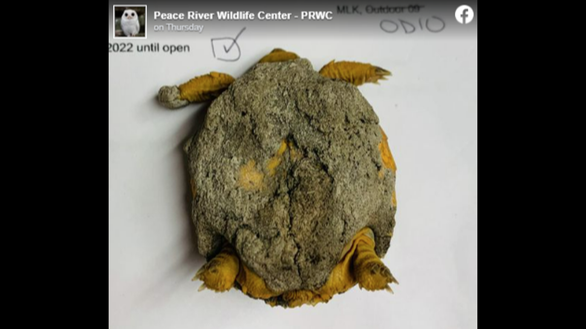 This gopher tortoise was found covered in concrete, leading to an odd rescue effort in Punta Gorda, Florida.