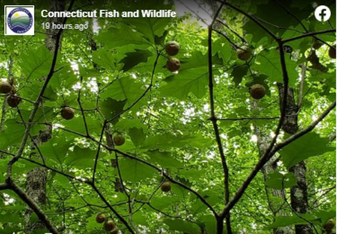 Wildlife officials shared photos that showed more than a dozen of the galls were seen hanging from an oak tree, some of them in clusters.