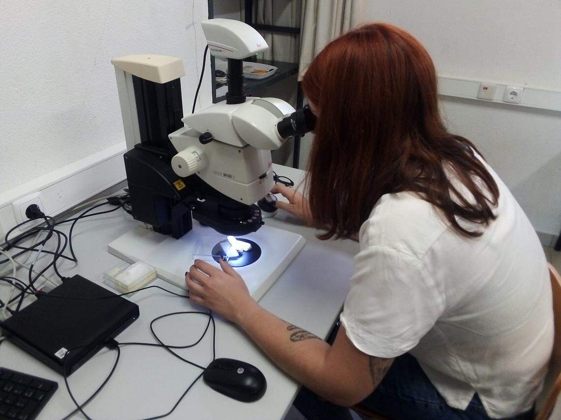 Study author Sofia Patrocínio analyzed the tooth as part of her master’s degree work.