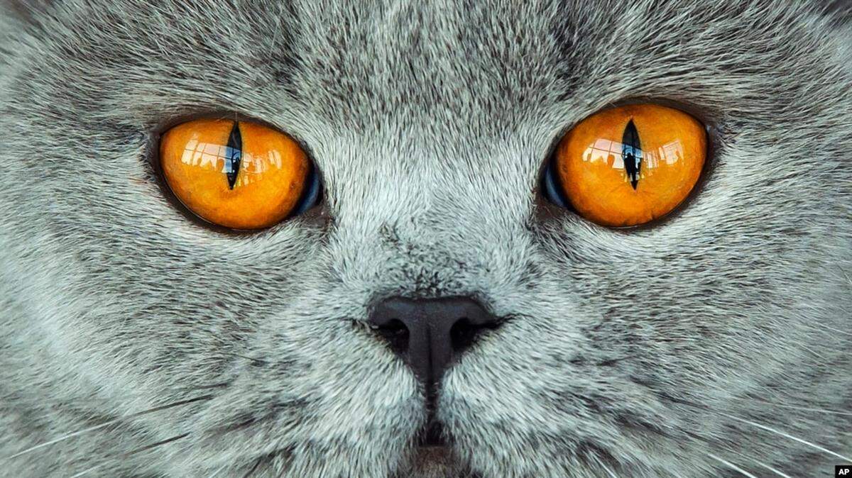 The International Union for Conservation of Nature considers cats to be one of the world’s worst invasive species.