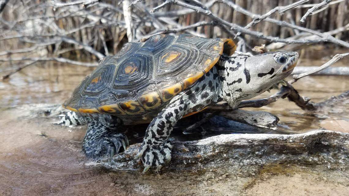 A diamondback terrapin advances through a Florida mangrove.
