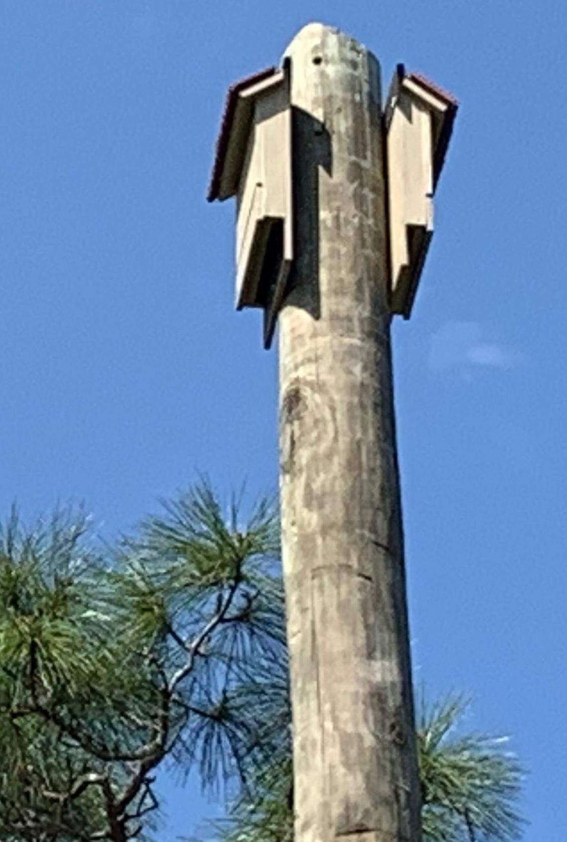 The city of Coral Gables offered to cover the cost of a bat house on the Granada golf course and copied Zoo Miami’s design with one exception: the city added tiny barrel tiles to its roof.