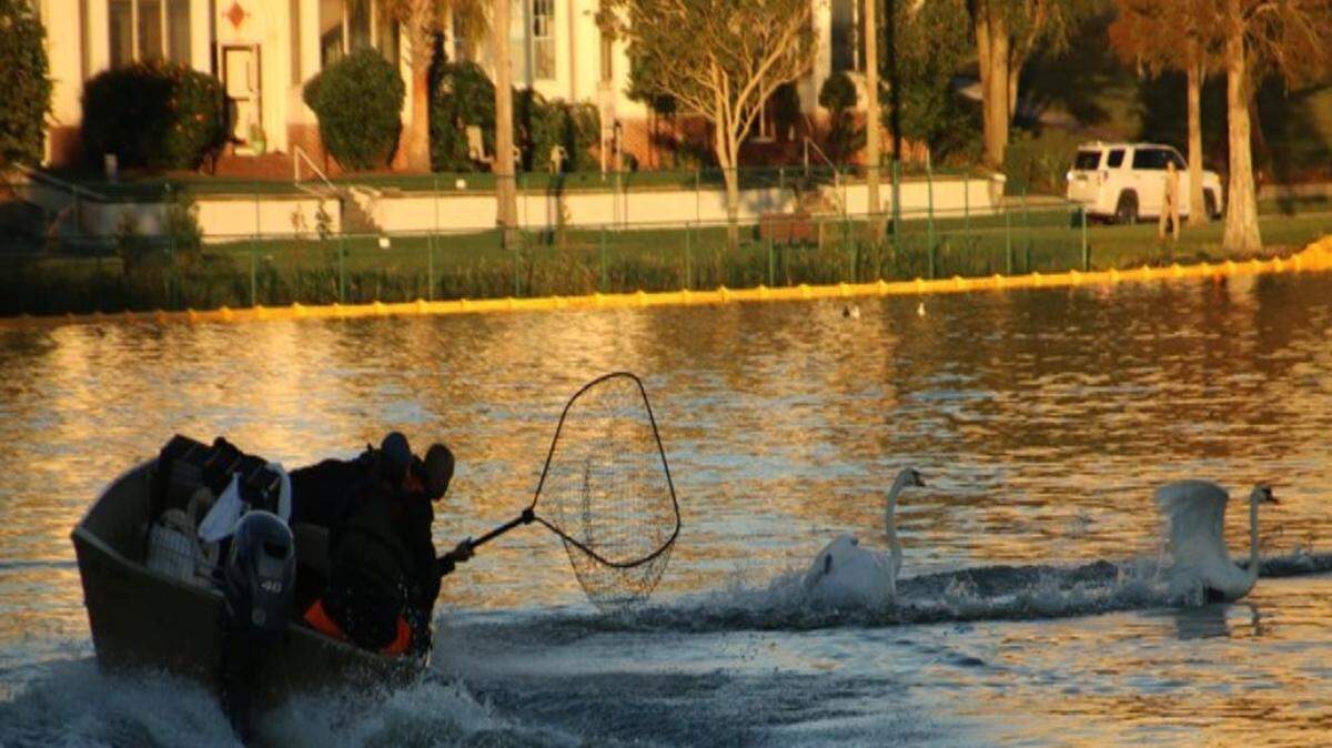 Annual swan roundup at Lake Morton in Lakeland, Florida.