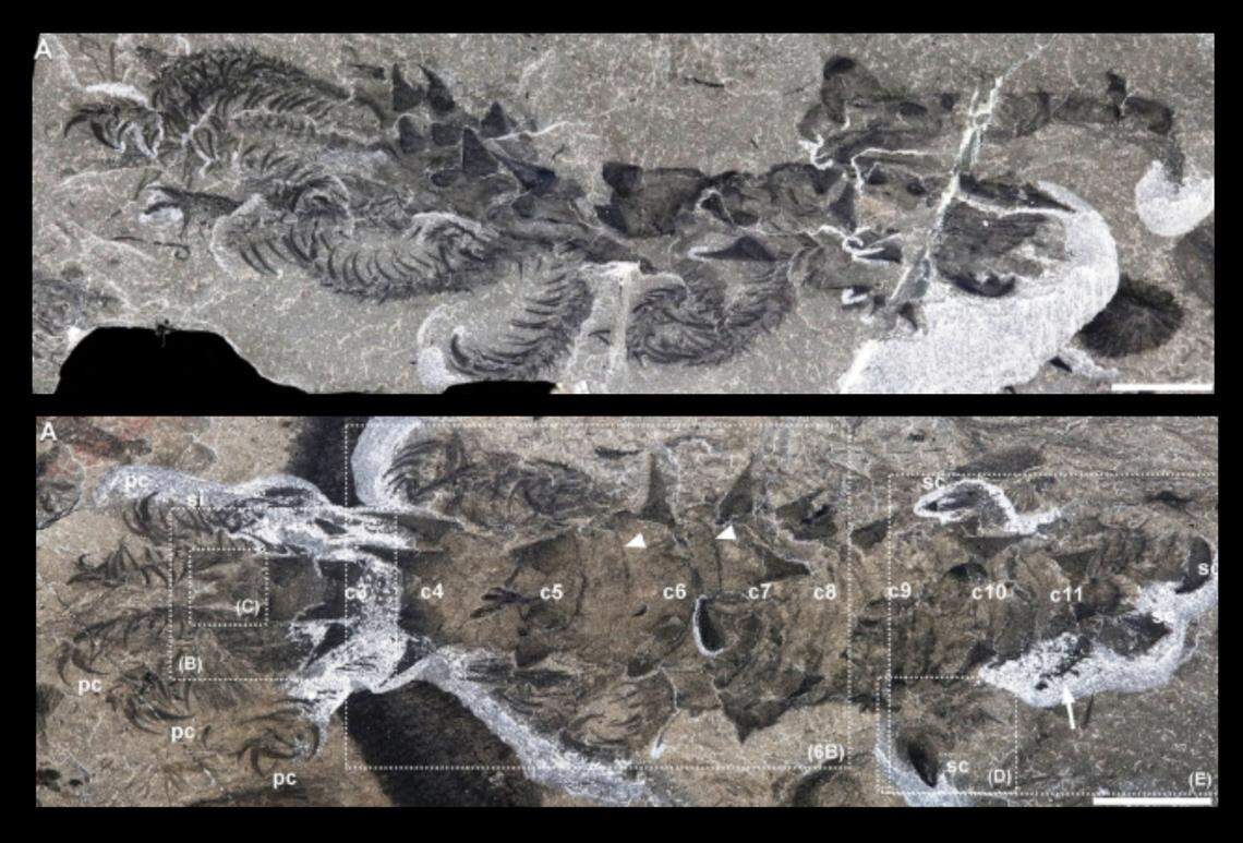 The fossil site was first discovered in 1983, and more than 50 new species have been identified since, researchers said.