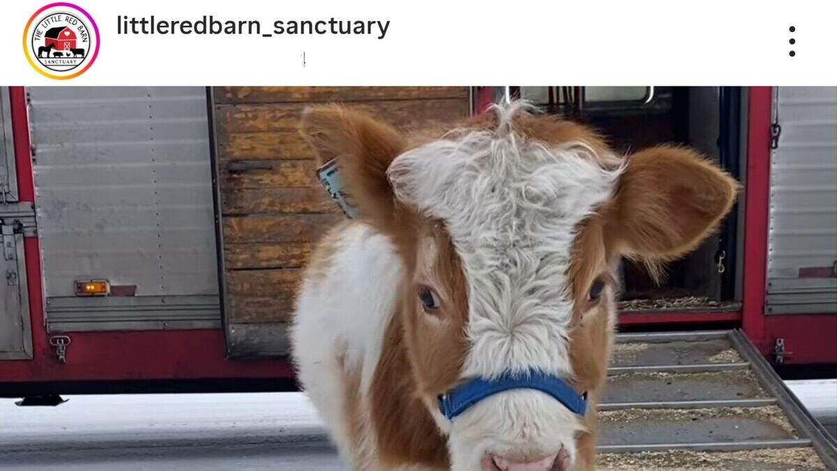 dwarf calf elliot