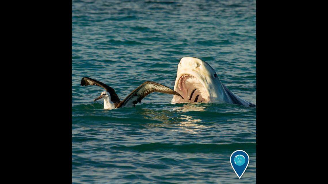 Tiger sharks are “voracious eaters” and will even consume other sharks for a meal. A new study finds they are not afraid of hurricanes. In this photo, one is seen about to eat an albatross.