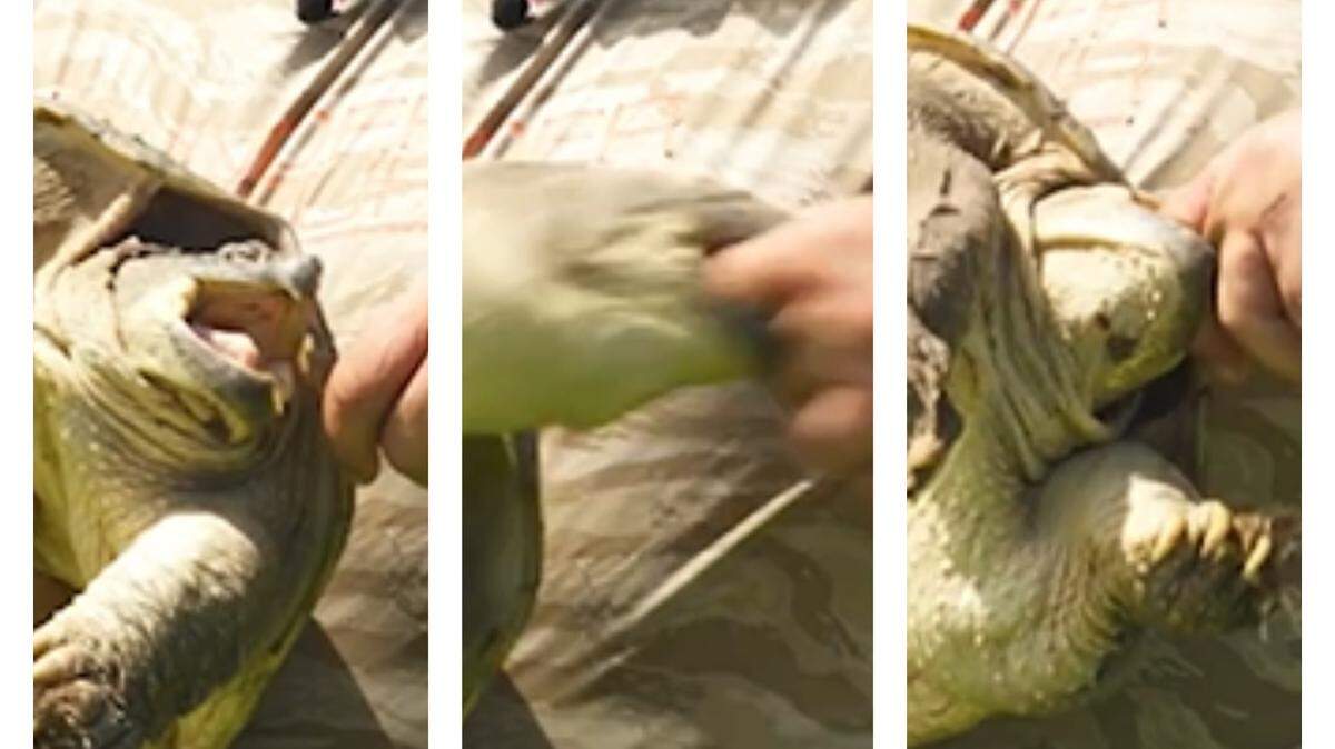 A demonstration “what not to do with a snapping turtle” in turned into an illustration when the reptile bite its handler and refused to let go.