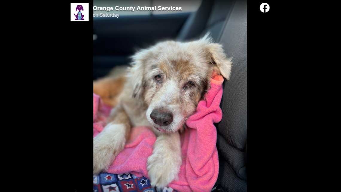 A Texas family’s 7-year search for their lost dog, Jazzy, came to an unexpected end, when she was found at a Florida hotel, according to Orange County Animal Services.