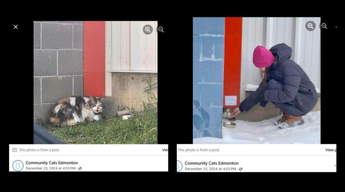 The cat was named Flossy by those feeding her.