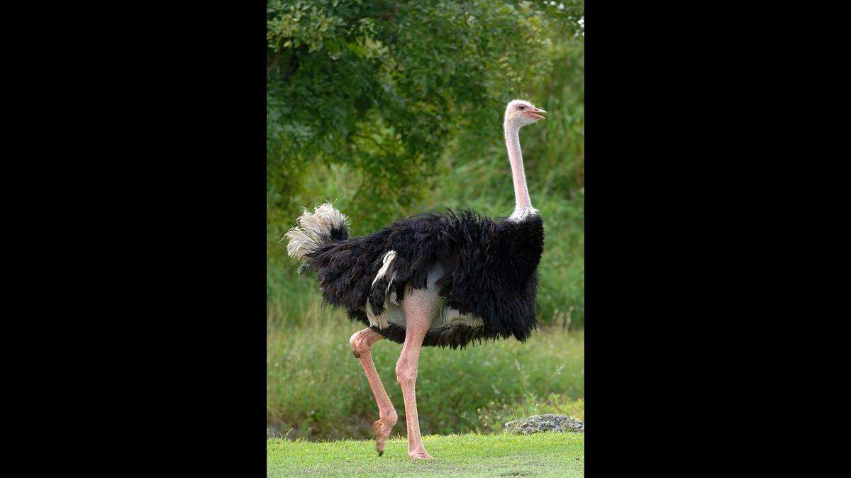 Zoo Miami’s ostrich named Red, seen in this undated photo, died at the age of 27 on Dec. 1, 2021.