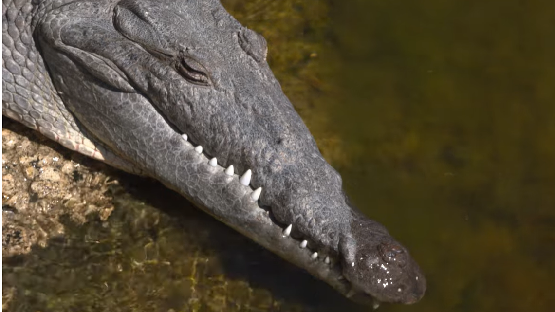 Crocodiles relocated due to conflicts with humans have a  “remarkable ability to return to their original capture site” in South Florida, according to a study published in the Journal of Wildlife Management.