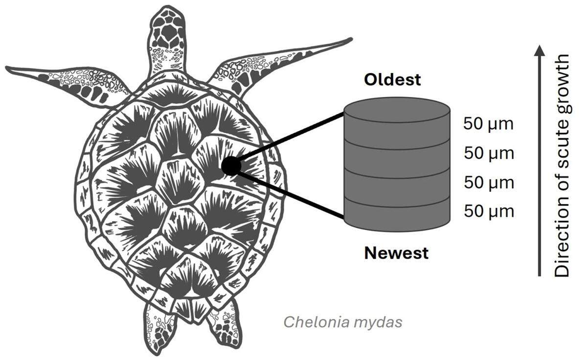 A diagram of a sea turtle and its scutes shows how a biopsy of a scute reveals layers that help scientists.