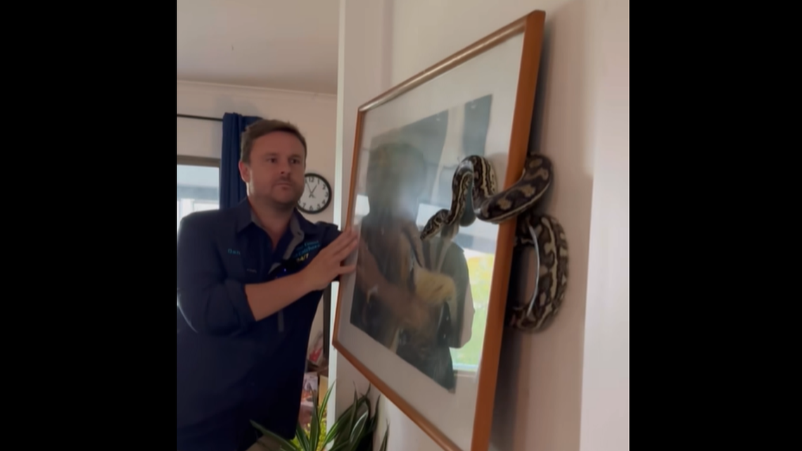 A snake catcher sent to a home in Australia found a 5-foot python hiding behind a picture hanging on the wall, video shows.