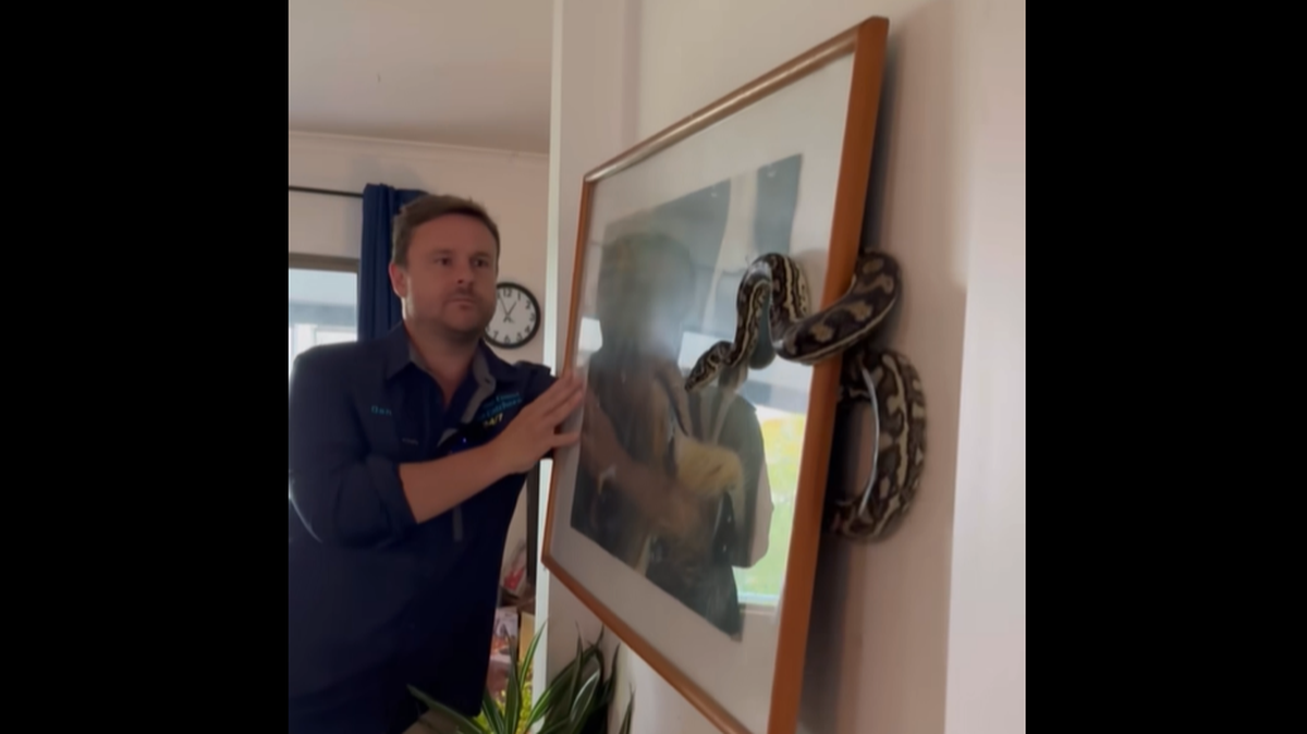 A snake catcher sent to a home in Australia found a 5-foot python hiding behind a picture hanging on the wall, video shows.