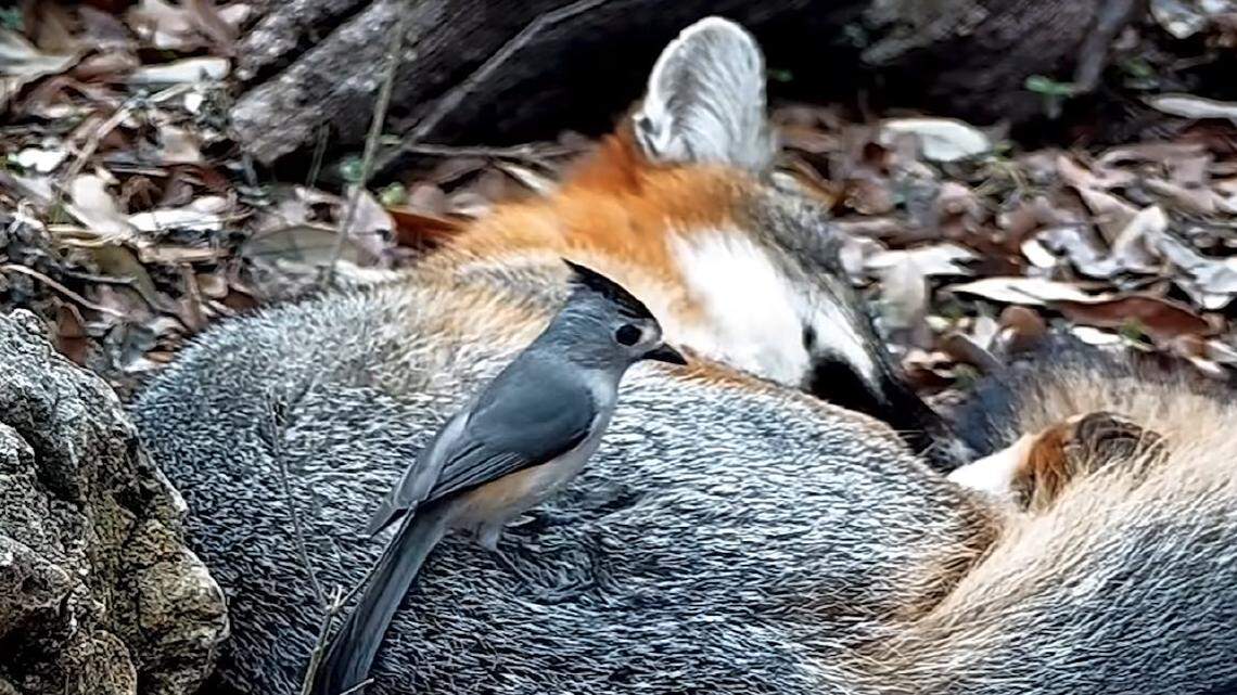 Sneaky birds are risking their lives to line their nests with something unusual — animal fur, or sometimes, even human hair.(Screenshot from YouTube channel Texas Backyard Wildlife)