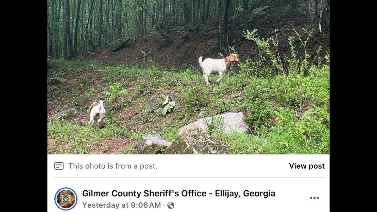 A herd of escaped goats was found 14-miles away from their owner in Georgia, deputies said.