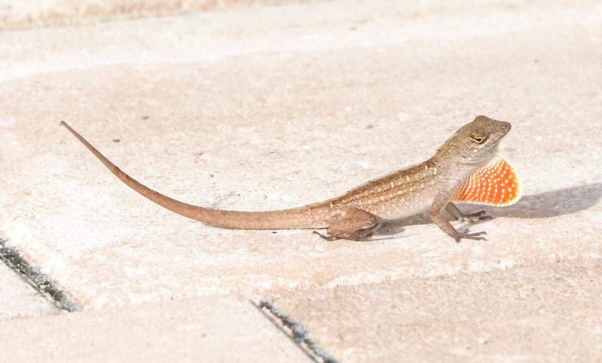 A brown anole shows its distinctive “dewlap.”