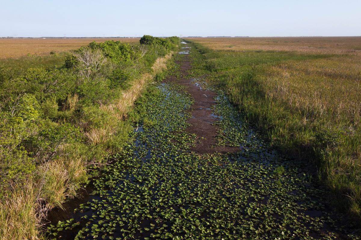 Drought wetland plants are seen at Everglades National Park, in Pembroke Pines, Florida, May 16, 2025.