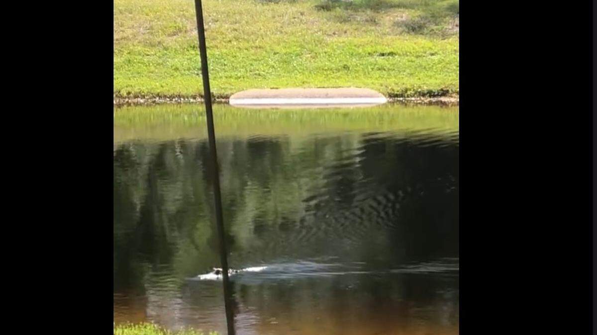 An alligator in the pond in the back yard of a Florida home in Nocatee, killed a snake by first putting it in a death roll.
