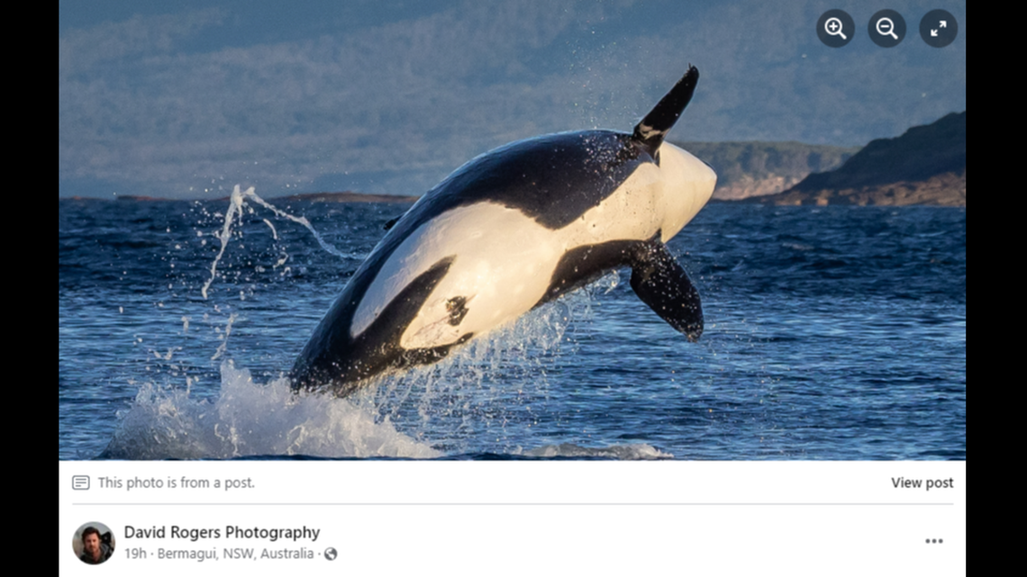 The whale watchers said they identified at least eight whales in the pod they spotted off Australia’s Sapphire Coast.