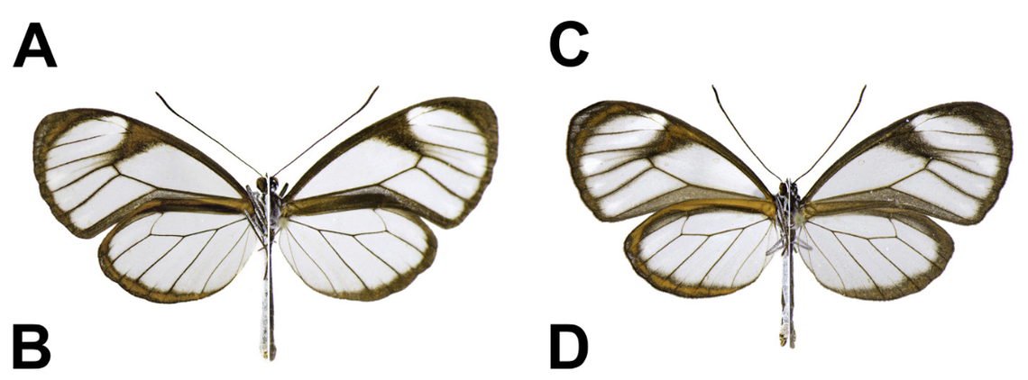 The clearwing butterflies were named after a dance that combines fluid movements with martial arts.