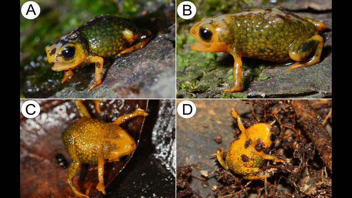 The tiny animals live among leaf-litter in Brazil.
