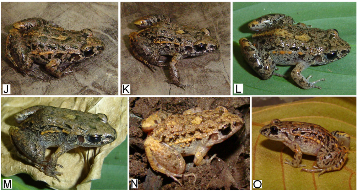 The variation in coloring and pattern among Adenomera guarani frogs, or Guaraní leaf-litter frogs.